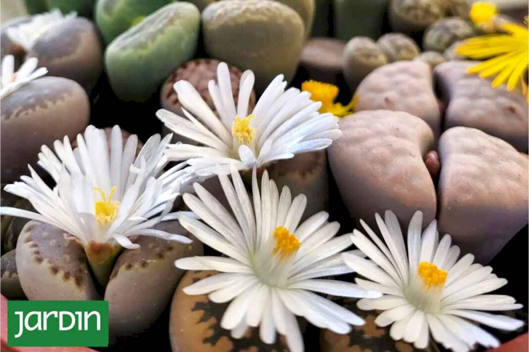 que-son-los-lithops,-las-asombrosas-piedras-vivas-que-enamoraron-a-pinterest