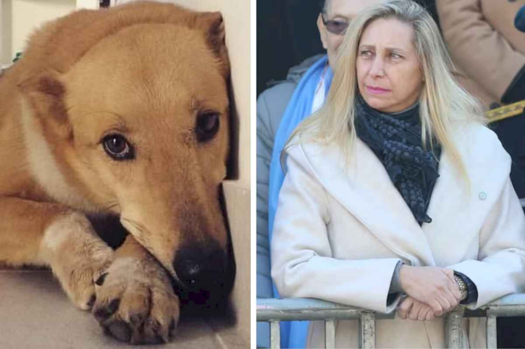 murio-hace-un-mes:-dominga,-la-perrita-que-se-gano-a-todos-en-una-secretaria-y,-conmovida,-llevo-a-karina-milei-a-intervenir-por-ella