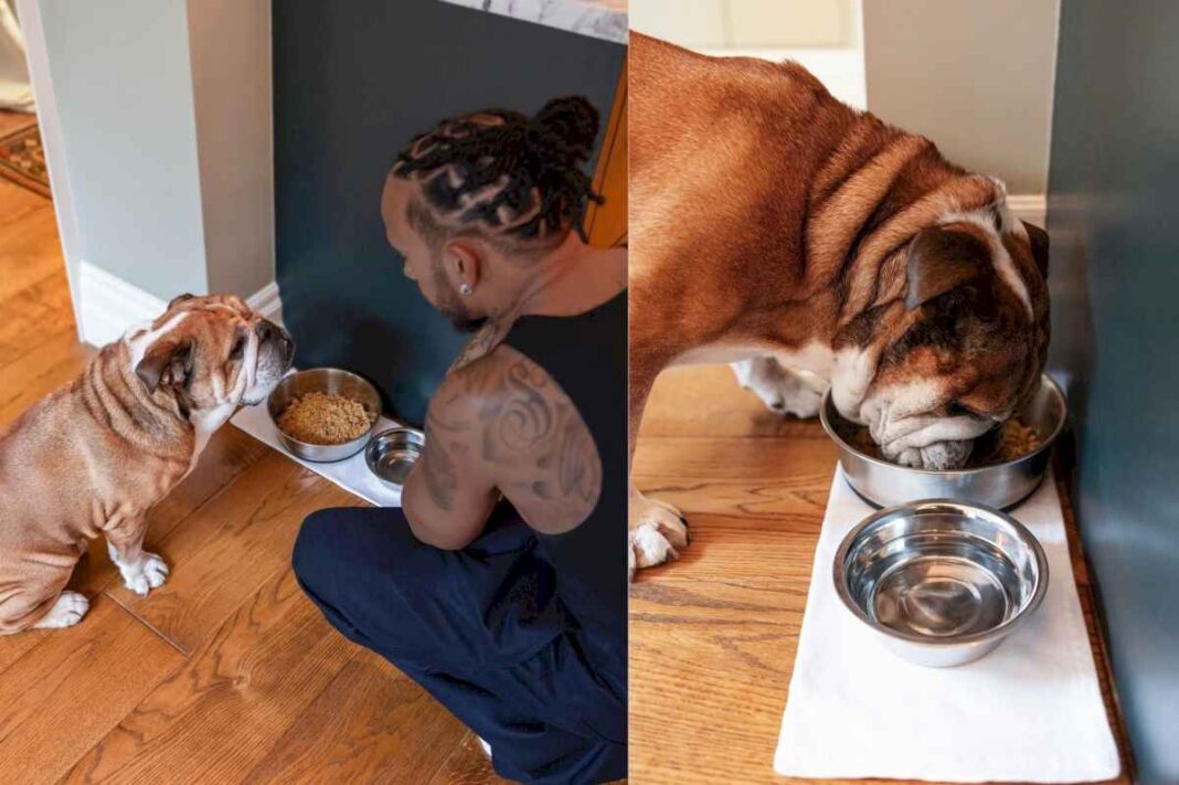 como-es-la-curiosa-dieta-que-lewis-hamilton-le-hace-seguir-a-su-perro-bulldog-frances