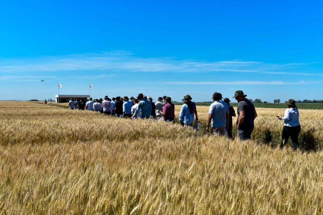 anticipo-para-2025:-presentaron-variedades-de-trigo-con-un-plus-de-rendimiento
