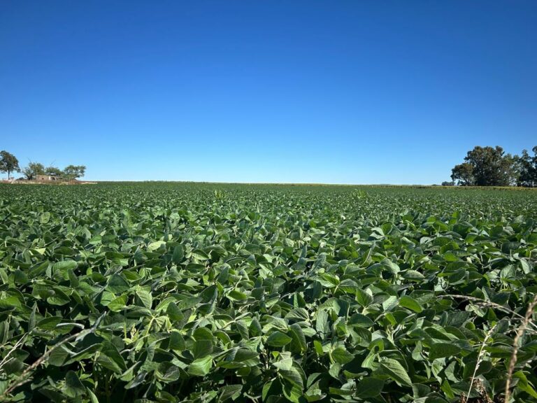 Agricultura: destacan la importancia del tratamiento profesional en semillas