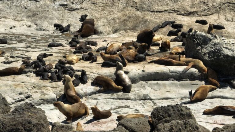 Nuevo récord de crías de lobos marinos nacidas en Punta Marques