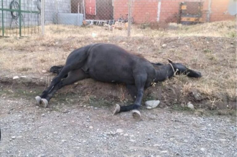 Nuevo caso de crueldad animal en la Patagonia: denuncian que mataron de un tiro a un caballo