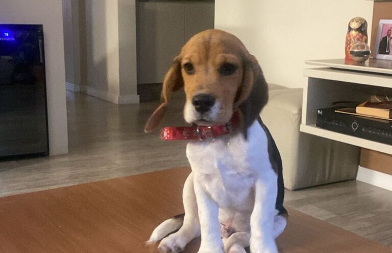 Le robaron a su mascota de la puerta de su casa y pide la ayuda de todos para recuperarlo