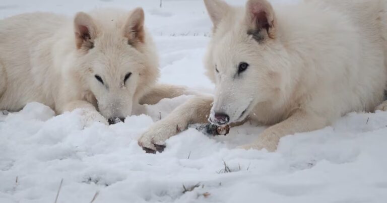 Un experto de la UBA revela secretos de cómo revivieron al lobo terrible