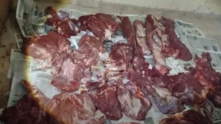 Secuestraron carne de guanaco transportada ilegalmente