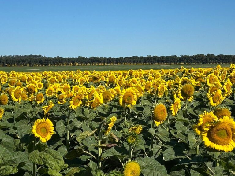 Reactivación: volvió a trabajar a pleno la empresa del mayor default de la historia