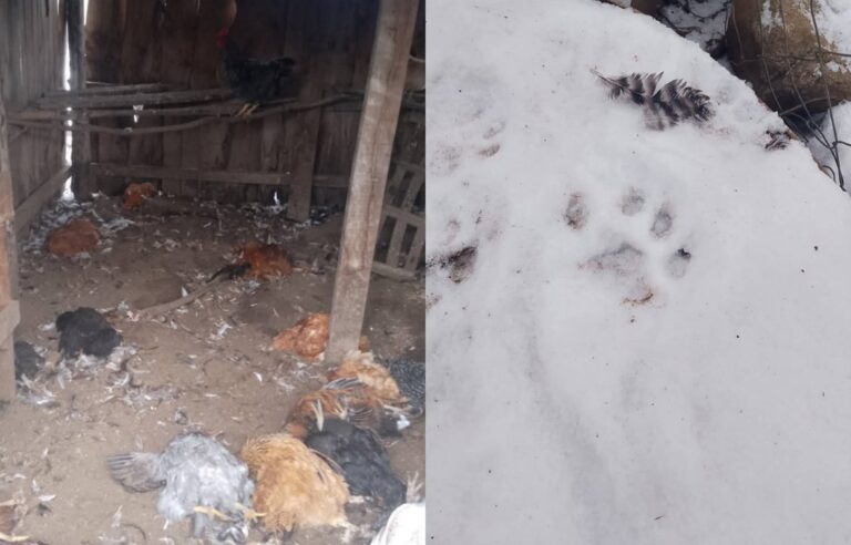 Pumas arrasaron con el gallinero de una escuela y hay preocupación por la seguridad de los alumnos