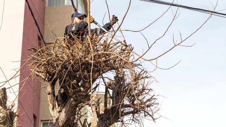 El Municipio intensificó tareas de poda y desmalezamiento en múltiples barrios