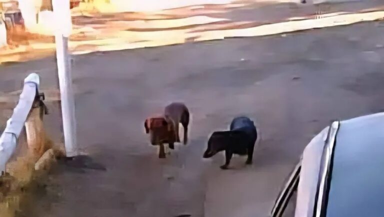 Insólita multa en la Patagonia: el dueño de dos perros salchichas tiene que pagar más de $500 mil por su ladrido