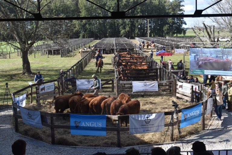 Remate: la emblemática cabaña del grupo Ledesma subastó toros y vaquillonas