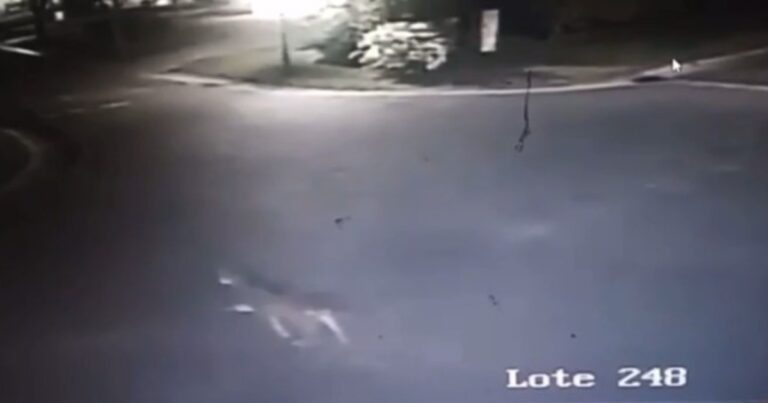 Aparecieron nuevas imágenes del puma en Pilar del Este