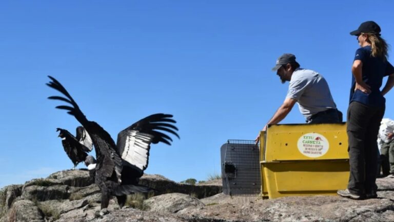 Un cóndor andino murió envenenado en la Patagonia: denuncian uso ilegal de agroquímicos