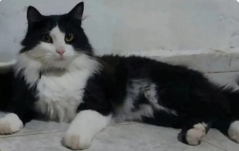 Una empresa de transporte perdió a un gato en Aeroparque cuando su familia se mudaba a la Patagonia