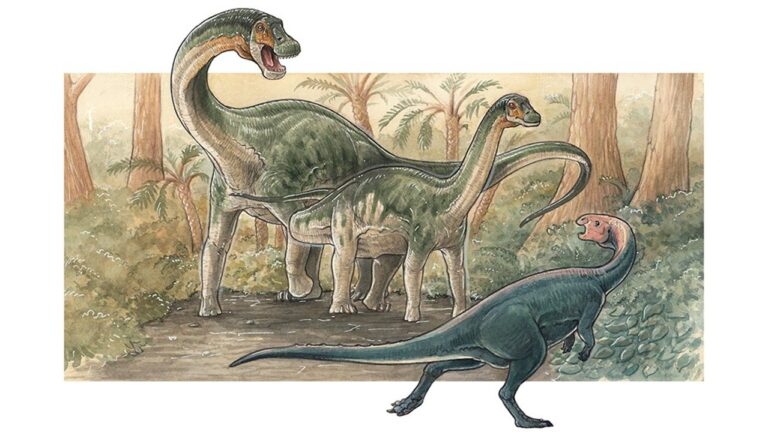 Descubren en la Patagonia una nueva especie de dinosaurio saurópodo de 83 millones de años