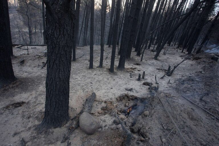 La cruda afirmación de un intendente sobre los incendios en Chubut: Ya no queda una montaña con verde natural