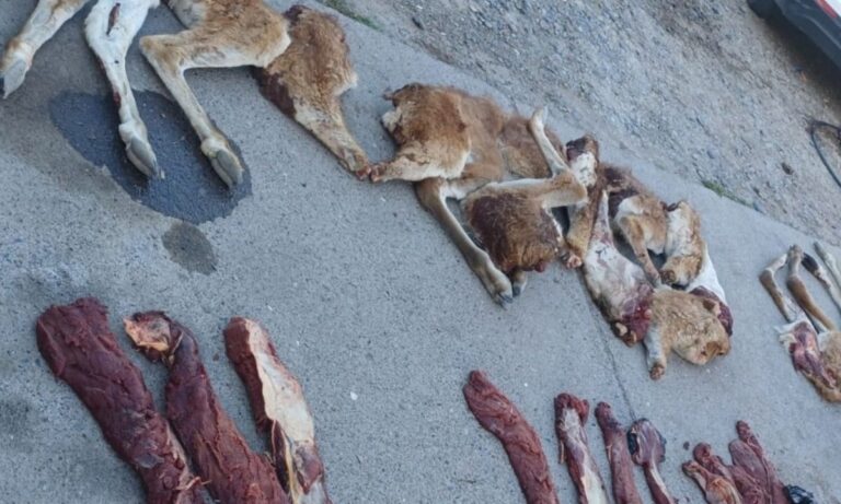 Trelew: interceptaron a dos hombres con guanacos faenados y un arma en Ruta 3